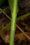 Spiderwort